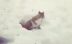 【あれ？】冬眠中に起きてしまったリス・・かわいすぎる！