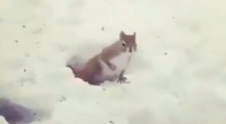 【あれ？】冬眠中に起きてしまったリス・・かわいすぎる！
