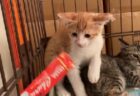 【ｼｬｰｼｬｰ】保護したて警戒心MAXの子猫にちゅ～るを与えたみたところ・・・こうなった！