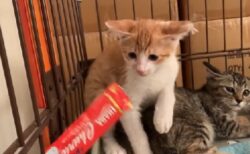 【ｼｬｰｼｬｰ】保護したて警戒心MAXの子猫にちゅ～るを与えたみたところ・・・こうなった！