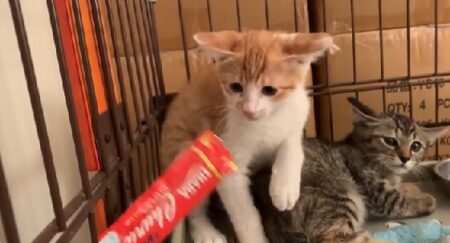 【ｼｬｰｼｬｰ】保護したて警戒心MAXの子猫にちゅ～るを与えたみたところ・・・こうなった！
