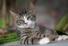【笑】ご機嫌な猫のルンルンステップをご覧ください