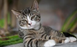 【笑】ご機嫌な猫のルンルンステップをご覧ください