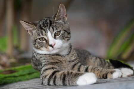 【笑】ご機嫌な猫のルンルンステップをご覧ください
