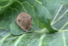 ちっちゃいネズミ、台風で強まる風にキャベツのの中でうずくまる