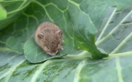 ちっちゃいネズミ、台風で強まる風にキャベツのの中でうずくまる