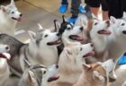 【天国】シベリアンハスキーカフェに行ってみた！もっふもふすぎてヤバイ笑