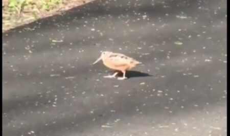 【ルンルン】ステップ刻みながら歩く鳥が可愛すぎる！どういう意図！？