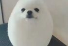 【動画】この犬、かわいすぎる！アザラシにしか見えない♡