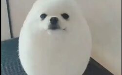 【動画】この犬、かわいすぎる！アザラシにしか見えない♡
