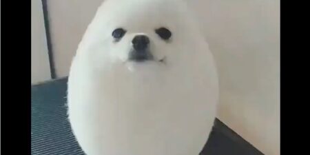 【動画】この犬、かわいすぎる！アザラシにしか見えない♡