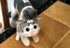 【笑】自分より大きい猫のぬいぐるみを運んでくる猫！これはカワイイ！