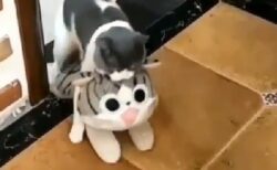 【笑】自分より大きい猫のぬいぐるみを運んでくる猫！これはカワイイ！
