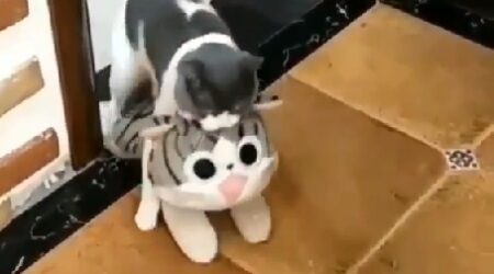 【笑】自分より大きい猫のぬいぐるみを運んでくる猫！これはカワイイ！