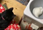 【笑】餅つき機の ”餅” をひたすら眺める猫が可愛い
