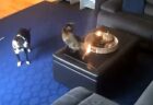 【！】猫のしっぽに引火！犬と猫の反応が話題に「犬がびびってる」「熱くないの？！」