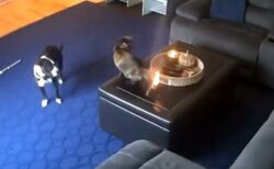 【！】猫のしっぽに引火！犬と猫の反応が話題に「犬がびびってる」「熱くないの？！」
