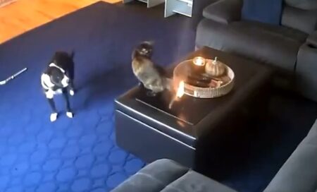 【！】猫のしっぽに引火！犬と猫の反応が話題に「犬がびびってる」「熱くないの？！」