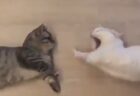 【双子】あくびが伝染する猫！