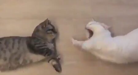 【双子】あくびが伝染する猫！
