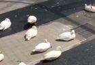 【笑】のどかなあひる集団、1羽だけカメラ目線のおかしな子が・・「どうして？！」
