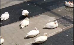 【笑】のどかなあひる集団、1羽だけカメラ目線のおかしな子が・・「どうして？！」