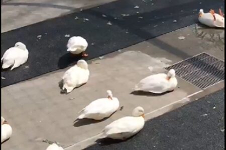 【笑】のどかなあひる集団、1羽だけカメラ目線のおかしな子が・・「どうして？！」