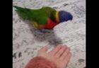 【オウム】ひとしきり踊ってから飼い主の手に乗る姿がかわいすぎる！