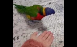 【オウム】ひとしきり踊ってから飼い主の手に乗る姿がかわいすぎる！
