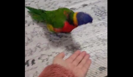 【オウム】ひとしきり踊ってから飼い主の手に乗る姿がかわいすぎる！