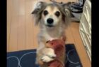 【ダックス】犬「あの、、一緒に行きたいんですけど！？」これは連れて行くわ！