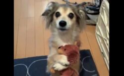 【ダックス】犬「あの、、一緒に行きたいんですけど！？」これは連れて行くわ！