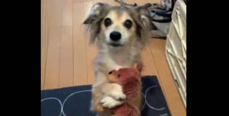 【ダックス】犬「あの、、一緒に行きたいんですけど！？」これは連れて行くわ！