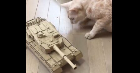 【凄】中学生の弟がダンボールとモーターで戦車作ったから見て！