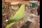 【笑】ペットボトルを倒すたび得意気に報告してくるインコ