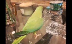 【笑】ペットボトルを倒すたび得意気に報告してくるインコ
