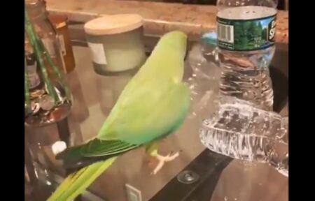 【笑】ペットボトルを倒すたび得意気に報告してくるインコ