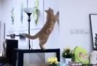 【ひええ】運動神経が悪すぎる猫が可愛すぎるｗ