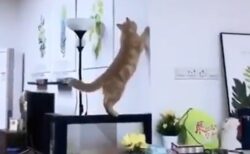 【ひええ】運動神経が悪すぎる猫が可愛すぎるｗ