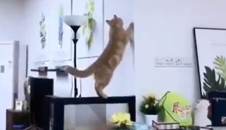 【ひええ】運動神経が悪すぎる猫が可愛すぎるｗ