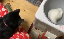 【笑】餅つき機の ”餅” をひたすら眺める猫が可愛い