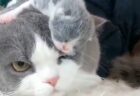【猫】美人お母さんの子供への愛、ステキすぎる