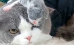【猫】美人お母さんの子供への愛、ステキすぎる