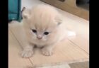 【ﾆｬｰﾆｬｰ】よちよち歩きの子猫が最高に可愛い！