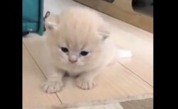 【ﾆｬｰﾆｬｰ】よちよち歩きの子猫が最高に可愛い！