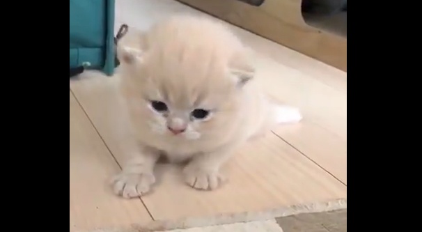【ニャーニャー】よちよち歩きの子猫が最高に可愛い!