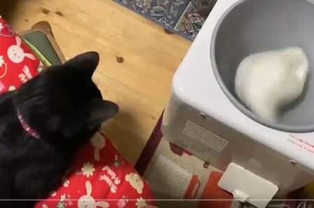 【笑】餅つき機の ”餅” をひたすら眺める猫が可愛い
