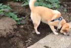 【激レア】散歩中の犬がイタチを発見！側溝の隙間から覗く愛らしい姿と声の撮影に成功！
