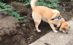 【激レア】散歩中の犬がイタチを発見！側溝の隙間から覗く愛らしい姿と声の撮影に成功！