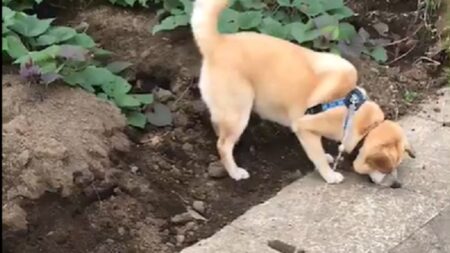 【激レア】散歩中の犬がイタチを発見！側溝の隙間から覗く愛らしい姿と声の撮影に成功！